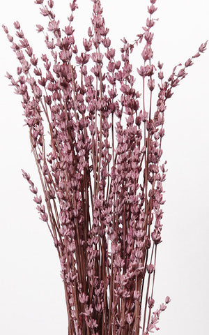 Lavendel Trockenblumen