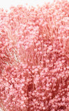 Broom Bloom rosa Bund | Trockenblumen | ca. 30 cm