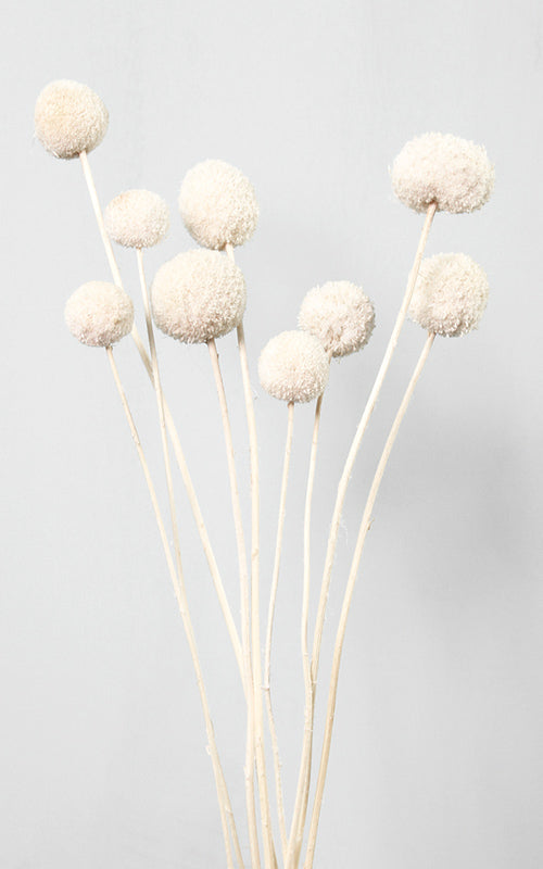 Craspedia creme-weiß | Trockenblumen | ca. 40 cm