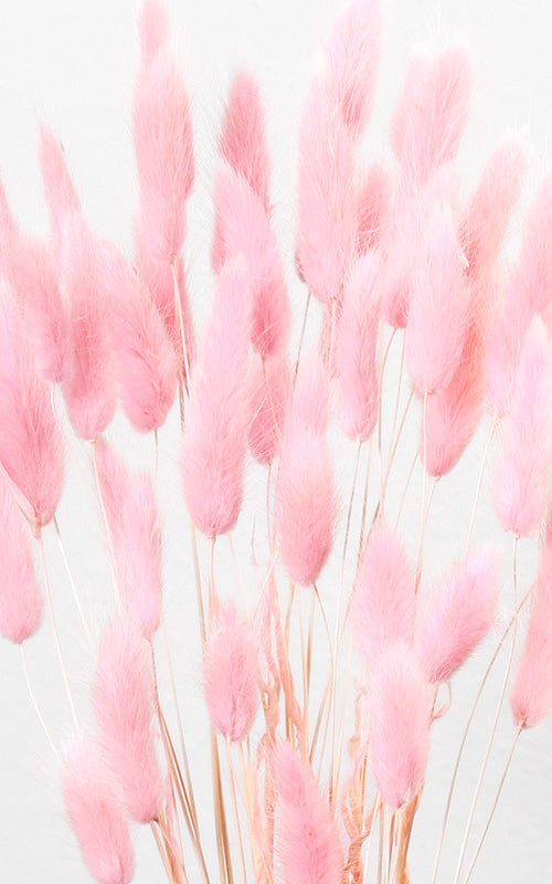 Lagurus Samtgras rosa Trockenblumen