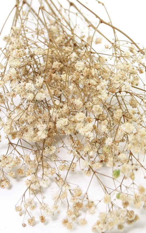 Schleierkraut creme-weiß kleiner Bund Trockenblumen kaufen – Misses Flower