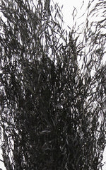 Munnigras schwarz Bund | Trockenblumen | ca. 50 cm