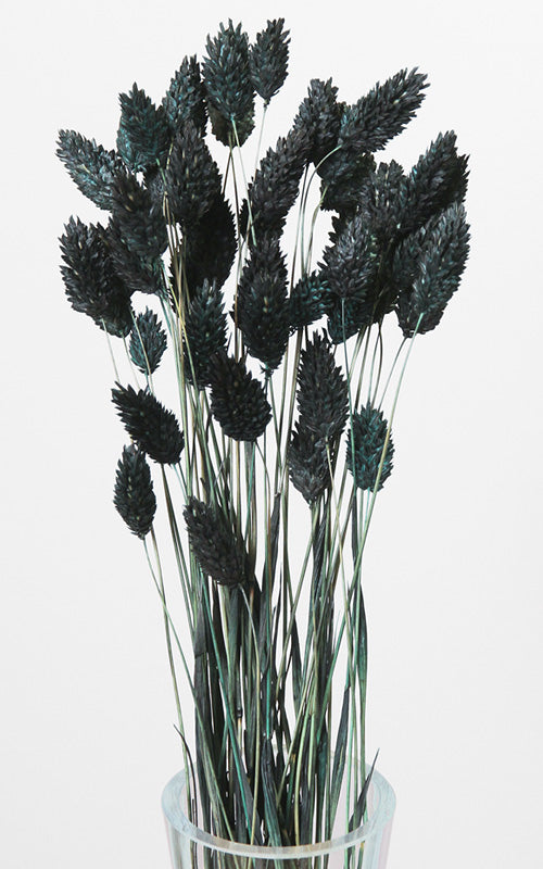 Phalaris schwarz-grün