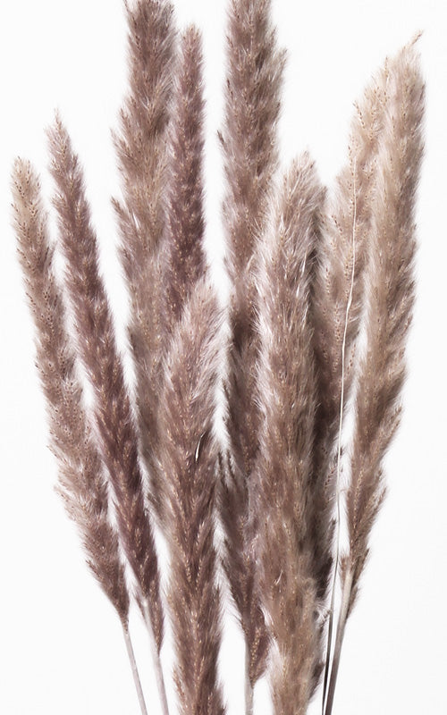 Pampasgras fluffig braun – Misses Flower