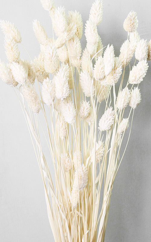 Phalaris creme-weiß Trockenblumen kaufen – Misses Flower