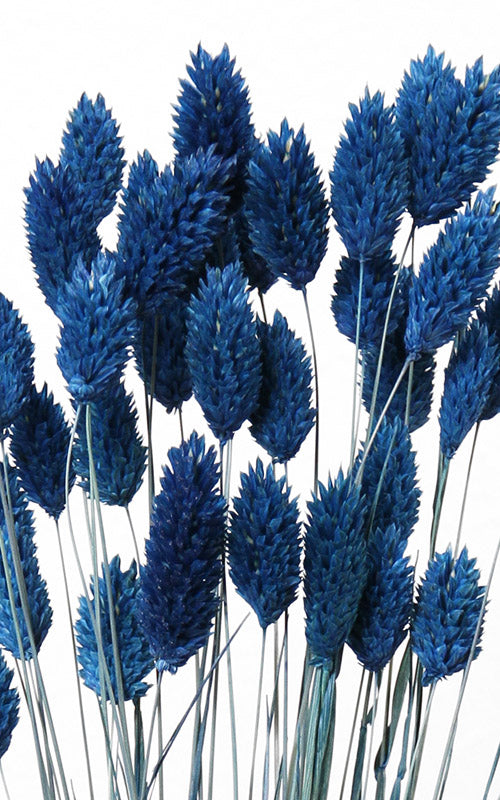 Phalaris dunkelblau Bund | Trockenblumen | ca. 50 cm