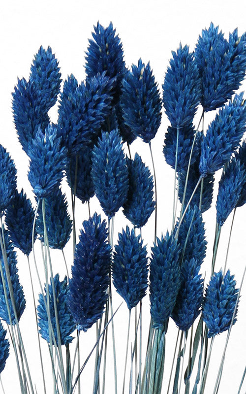 Phalaris dunkelblau Trockenblumen kaufen – Misses Flower
