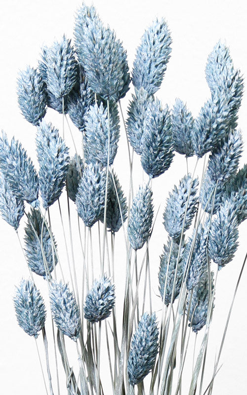 Phalaris blau washed Trockenblumen kaufen – Misses Flower