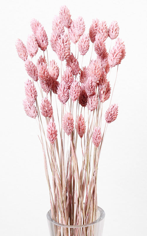 Phalaris rosa Trockenblumen kaufen – Misses Flower