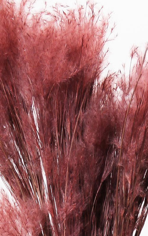 Trockenblumen rot – Misses Flower