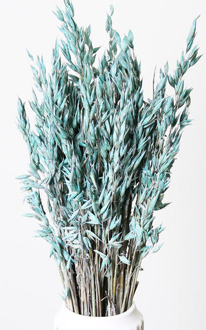Blaue Trockenblumen – Misses Flower