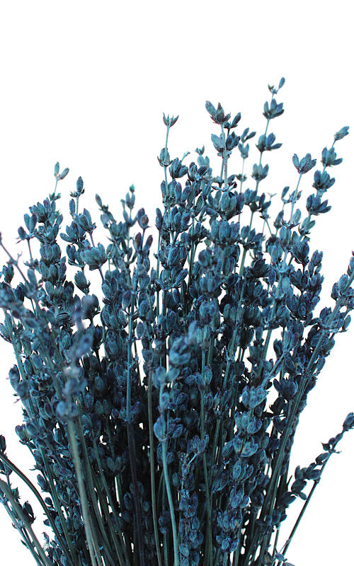 Lavendel dunkelblau Bund | ca. 40 cm lang