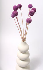 Craspedia flieder | Trockenblumen