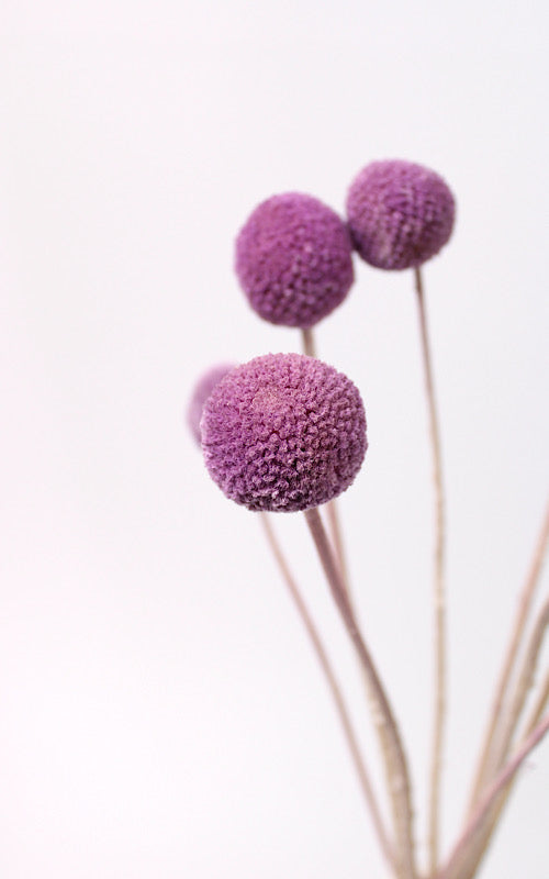 Craspedia flieder | Trockenblumen