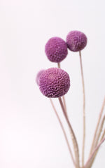 Craspedia flieder | Trockenblumen
