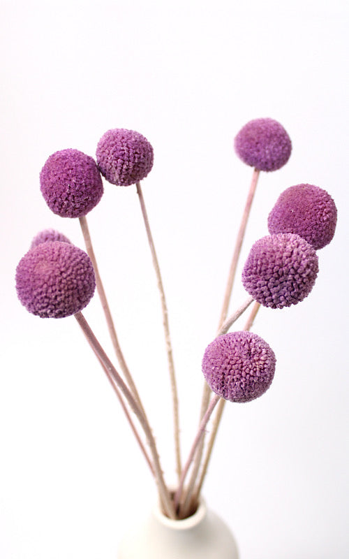 Craspedia flieder | Trockenblumen