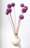 Craspedia flieder | Trockenblumen