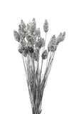 Phalaris silber | Trockenblumen