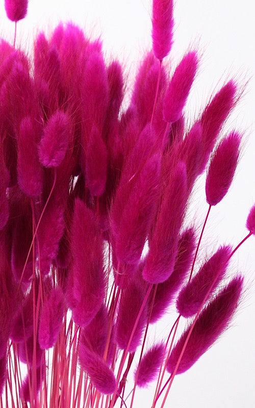 Lagurus magenta Bund | Trockenblumen | ca. 50 cm