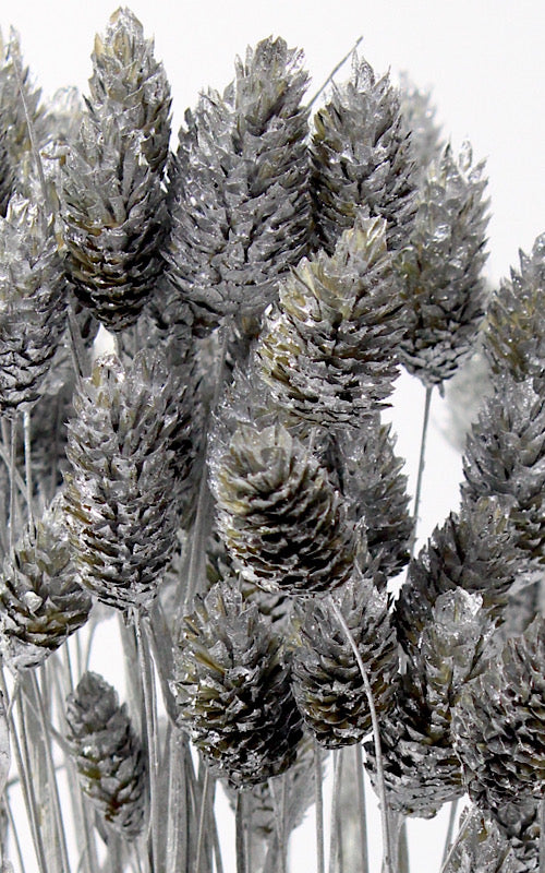 Phalaris silber | Trockenblumen