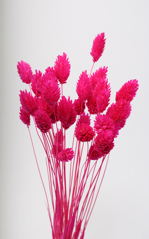 Phalaris fuchsia | ca. 40 cm lang