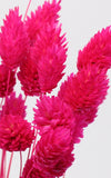 Phalaris fuchsia | ca. 40 cm lang