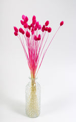 Phalaris fuchsia | ca. 40 cm lang