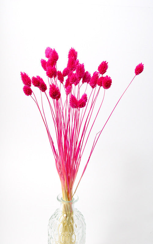 Phalaris fuchsia | ca. 40 cm lang