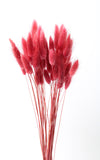 Lagurus pink-rot Bund | Trockenblumen | ca. 50 cm