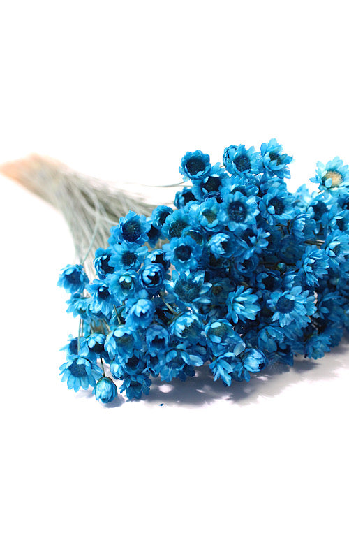 Glixia blau Bund kleiner Bund | Trockenblumen