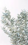 Ruscus hellblau-washed 1 Stiel | Trockenblumen | ca. 50 cm
