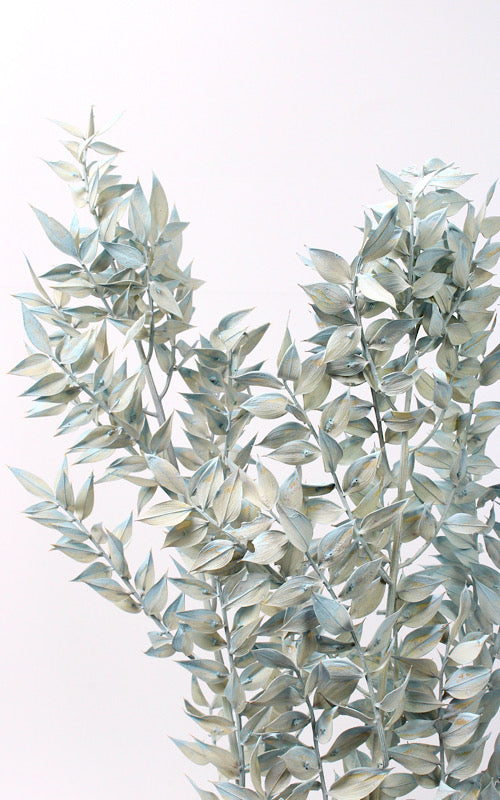 Ruscus hellblau-washed 1 Stiel | Trockenblumen | ca. 50 cm