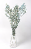 Ruscus hellblau-washed 1 Stiel | Trockenblumen | ca. 50 cm