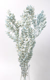 Ruscus hellblau-washed 1 Stiel | Trockenblumen | ca. 50 cm