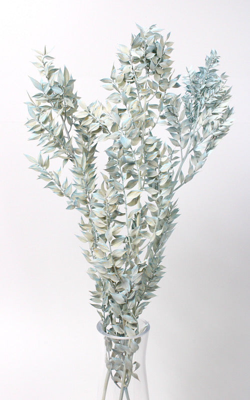 Ruscus hellblau-washed 1 Stiel | Trockenblumen | ca. 50 cm