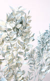 Ruscus hellblau-washed 1 Stiel | Trockenblumen | ca. 50 cm