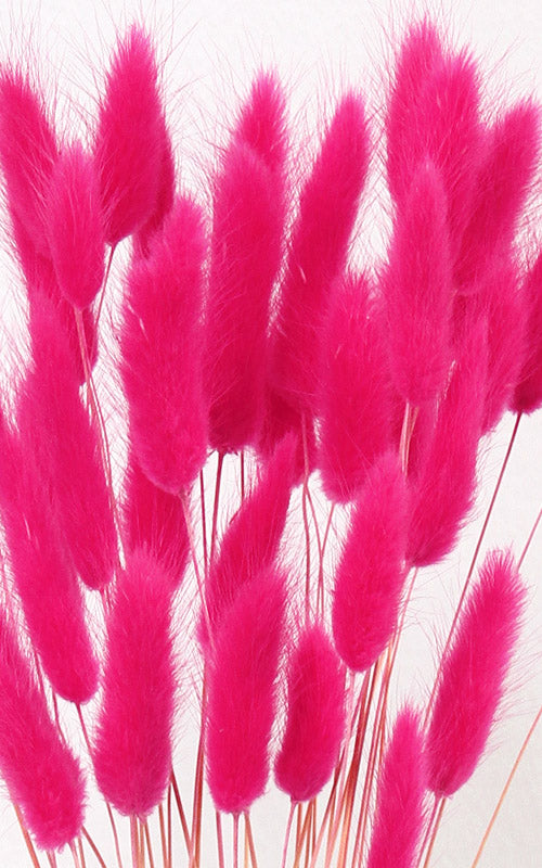Lagurus Samgras pink