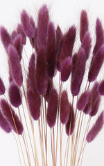 Lagurus aubergine Trockenblumen