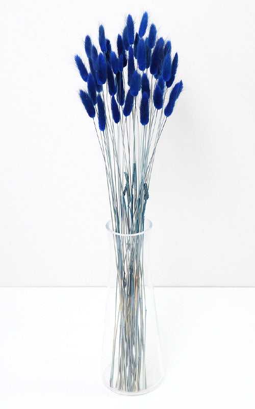 Lagurus dunkelblau | Trockenblumen