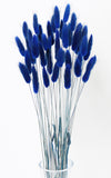 Lagurus dunkelblau | Trockenblumen