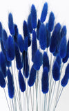 Lagurus dunkelblau | Trockenblumen