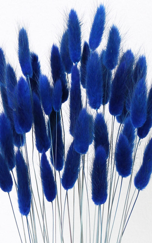 Lagurus dunkelblau | Trockenblumen