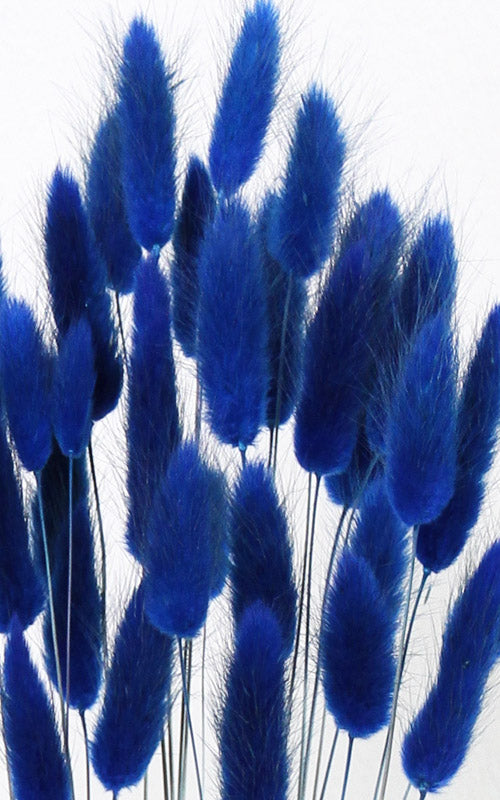 Lagurus dunkelblau | Trockenblumen