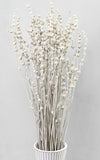 Lavendel white-frosted