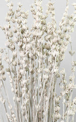 Lavendel white-frosted