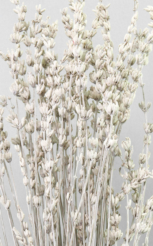 Lavendel white-frosted