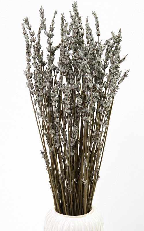 Lavendel blaugrau Trockenblumen