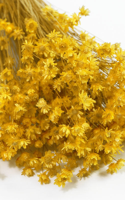 Glixia gelb Trockenblumen