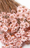 Glixia zartrosa Trockenblumen