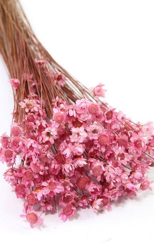 Glixia rosa Trockenblumen